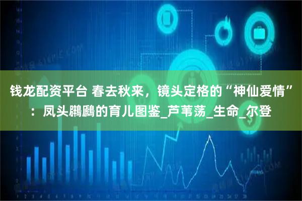 钱龙配资平台 春去秋来，镜头定格的“神仙爱情”：凤头鸊鷉的育儿图鉴_芦苇荡_生命_尔登