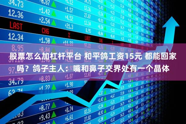 股票怎么加杠杆平台 和平鸽工资15元 都能回家吗？鸽子主人：嘴和鼻子交界处有一个晶体